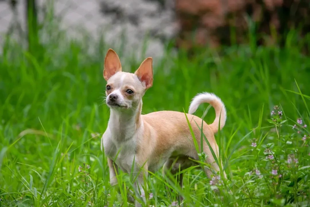 1. Chihuahua: The Tiny Giant of Longevity (Image Credits: Unsplash)