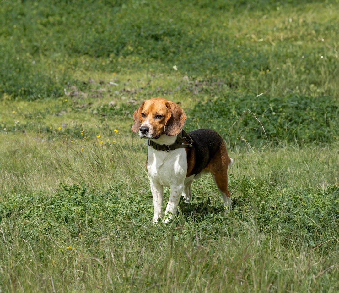 Beagle: The Stubborn Tracker (Image Credits: Unsplash)