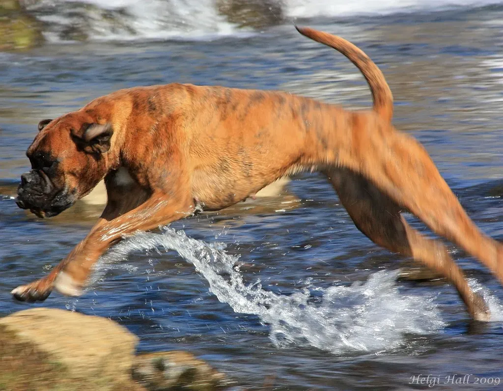 1. The Boxer: The Eternal Big Baby (Jump, CC BY-SA 2.0)