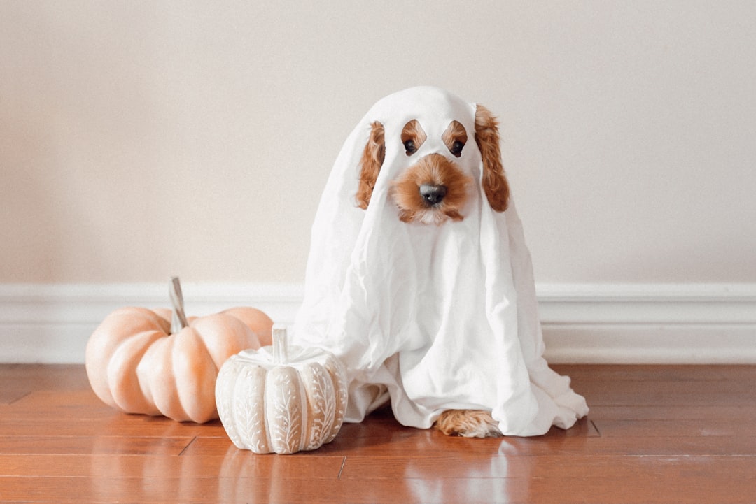 Recognize and Manage Halloween Anxiety in Your Dog (Image Credits: Unsplash)