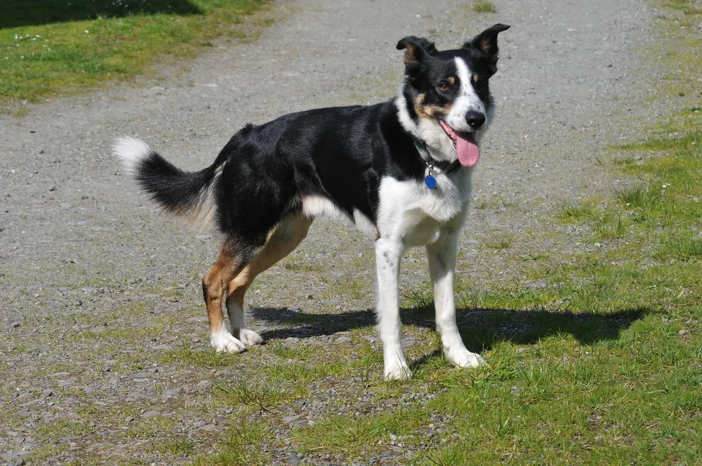 Border Collie: The Intensely Devoted Worker (Image Credits: Flickr)