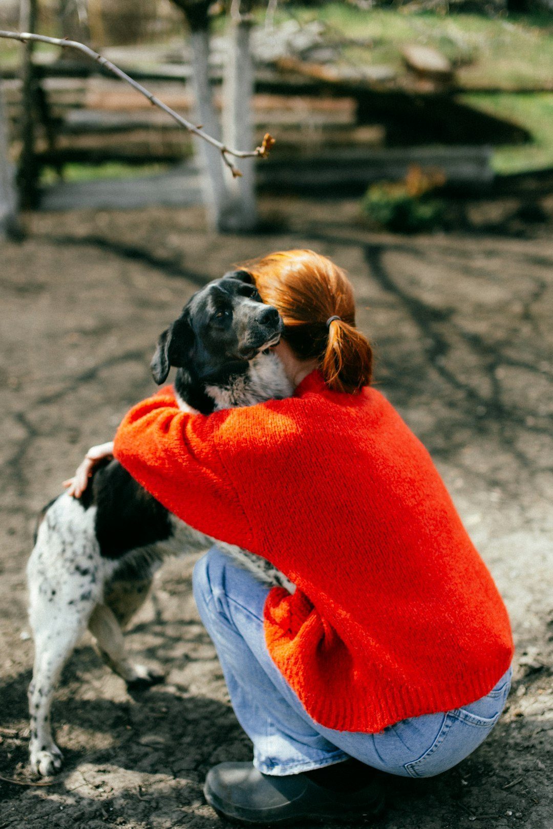 Truth #7: Senior Dogs Often Become More Affectionate and Bonded (Image Credits: Unsplash)