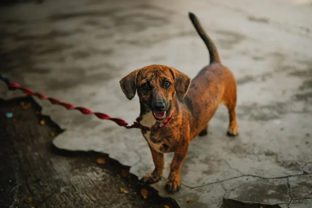 12 - The Toys and Walks Suddenly Stop Mattering (Image Credits: Unsplash)