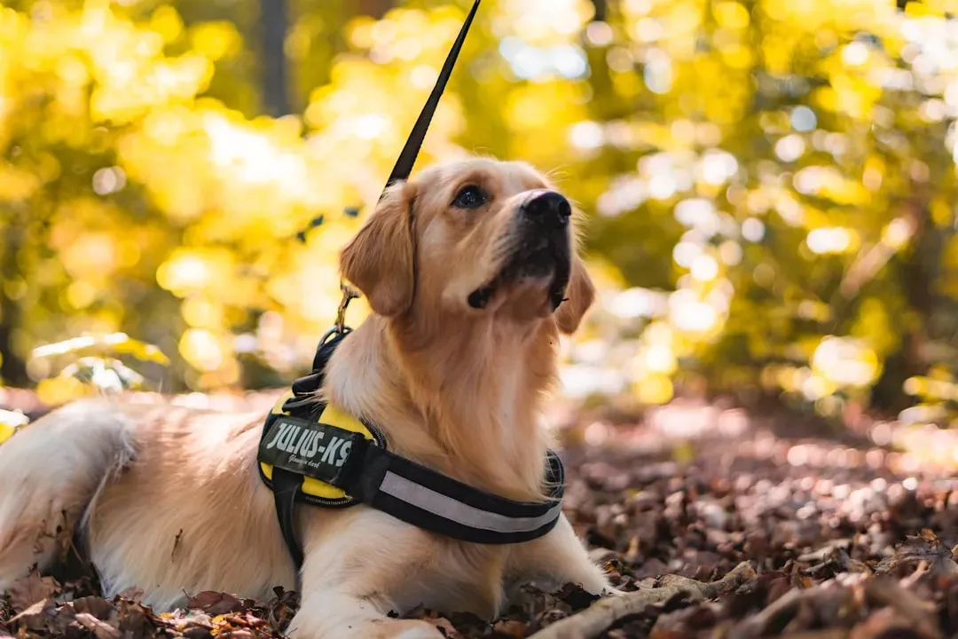 Defining Service Dogs (Image Credits: Unsplash)