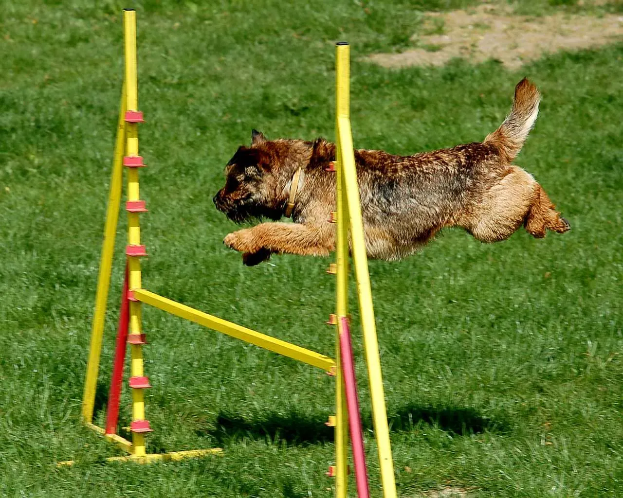 12. Border Terrier: Tough Little Companion With Staying Power (By Multimotyl at English Wikipedia (Jiří Dobrý), Public domain)
