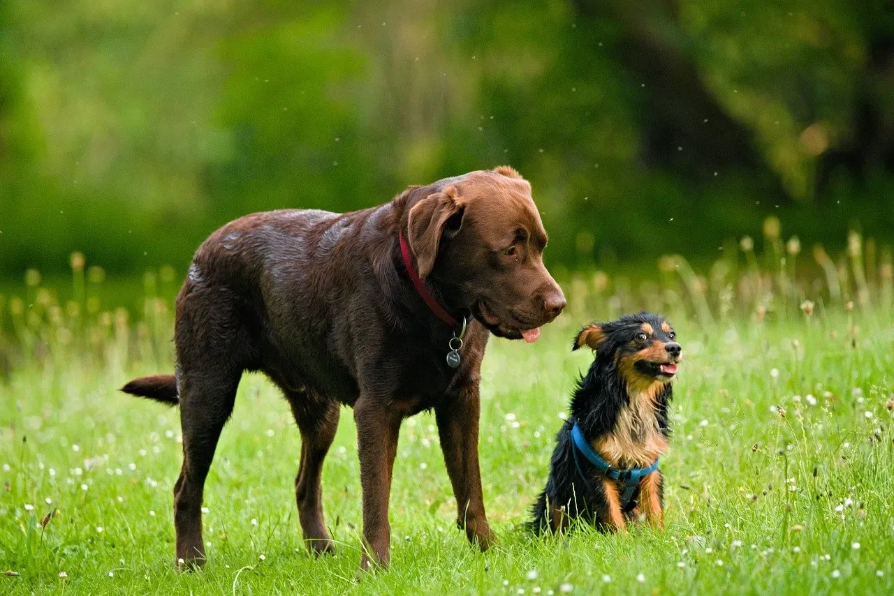 Size Matters More Than You Think: Space, Strength, and Reality Checks (Image Credits: Pixabay)