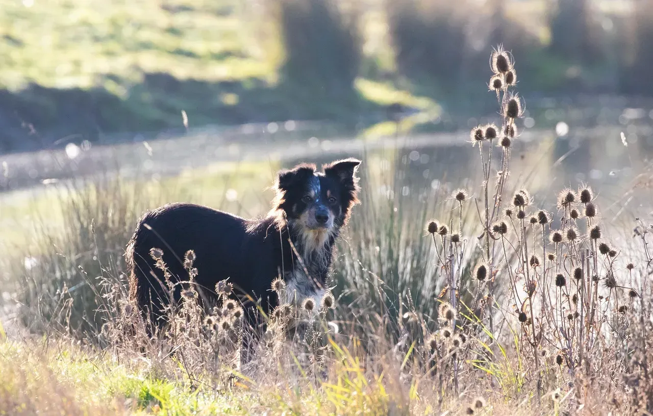 Border Collie (Image Credits: Pixabay)
