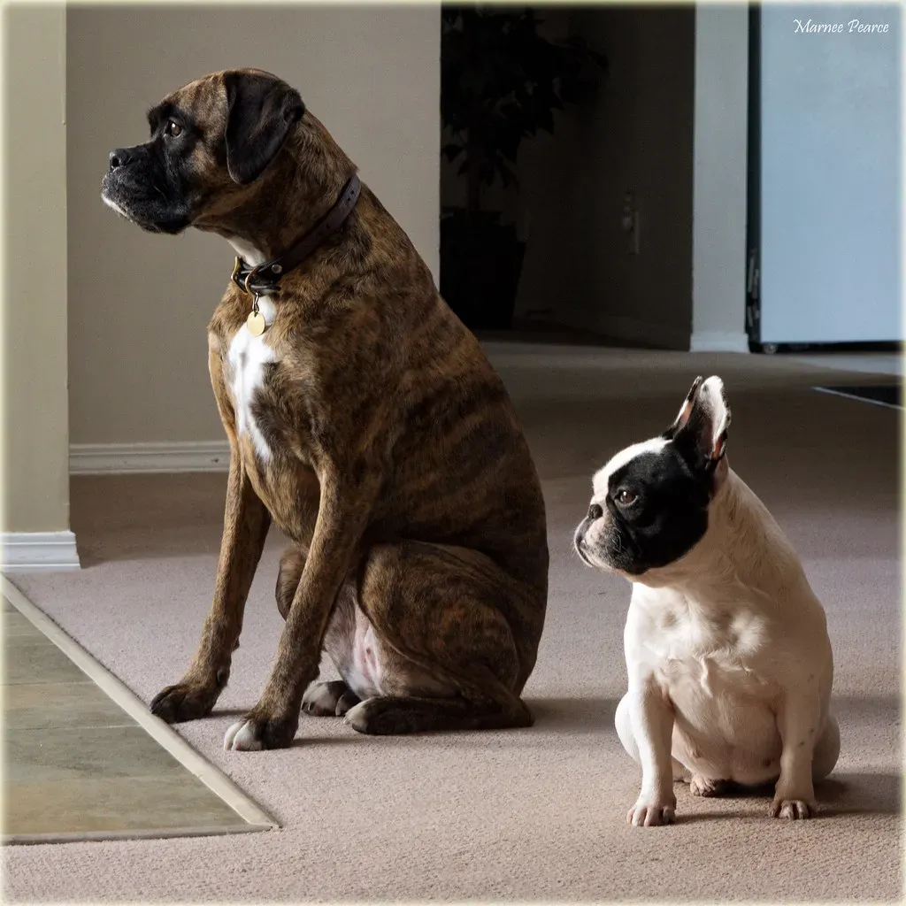 Learning Your Routines and Anticipating Your Needs (Image Credits: Flickr)