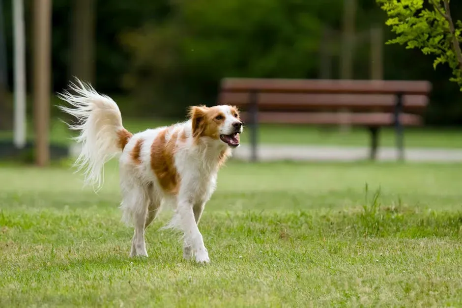 Conclusion: Fire Signs, Choose Your Dog Like You Choose Your Adventures (Image Credits: Pexels)