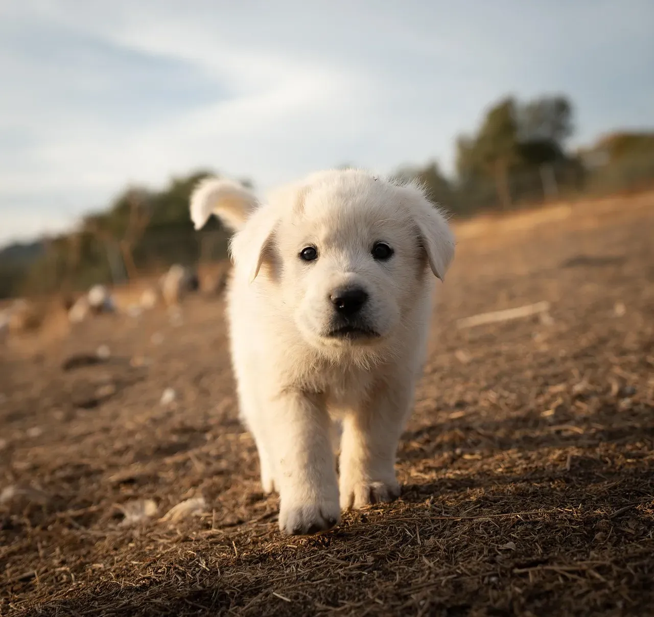 #17. Great Pyrenees (Image Credits: Pixabay)