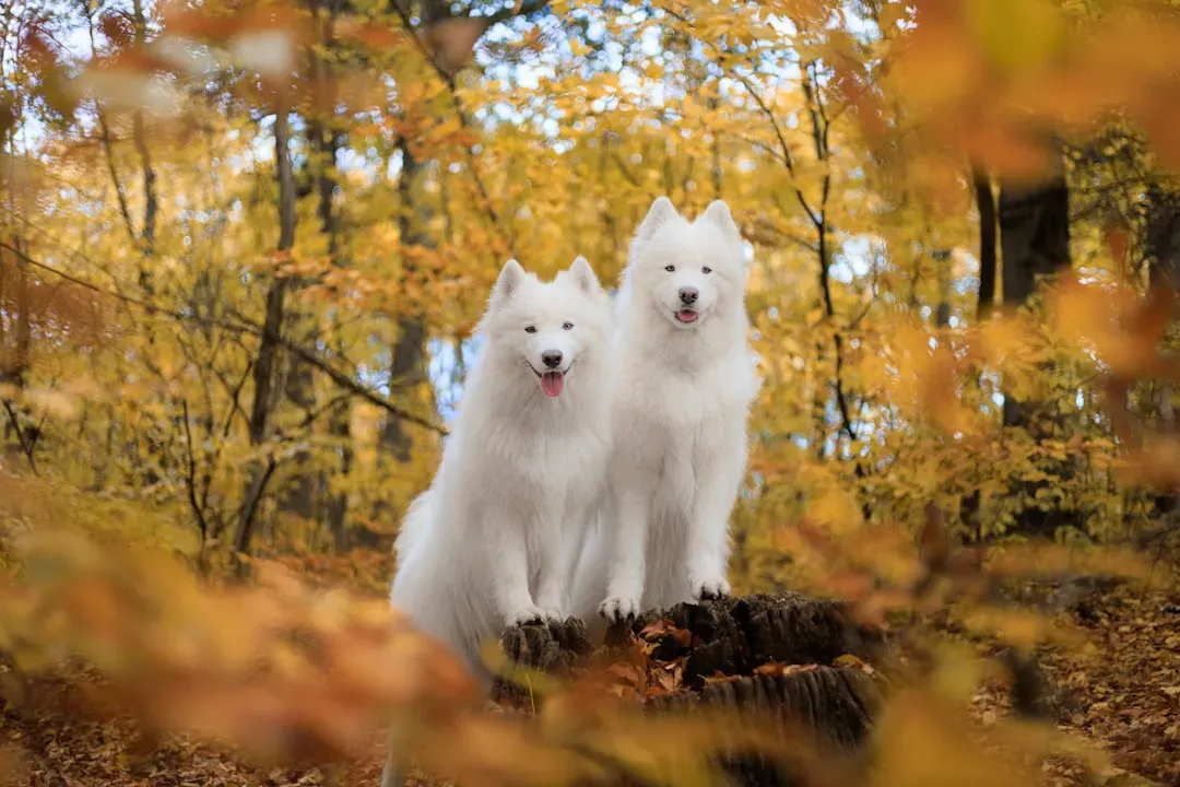 Tone Is Everything: How Your Mood Travels Down the Leash (Image Credits: Unsplash)