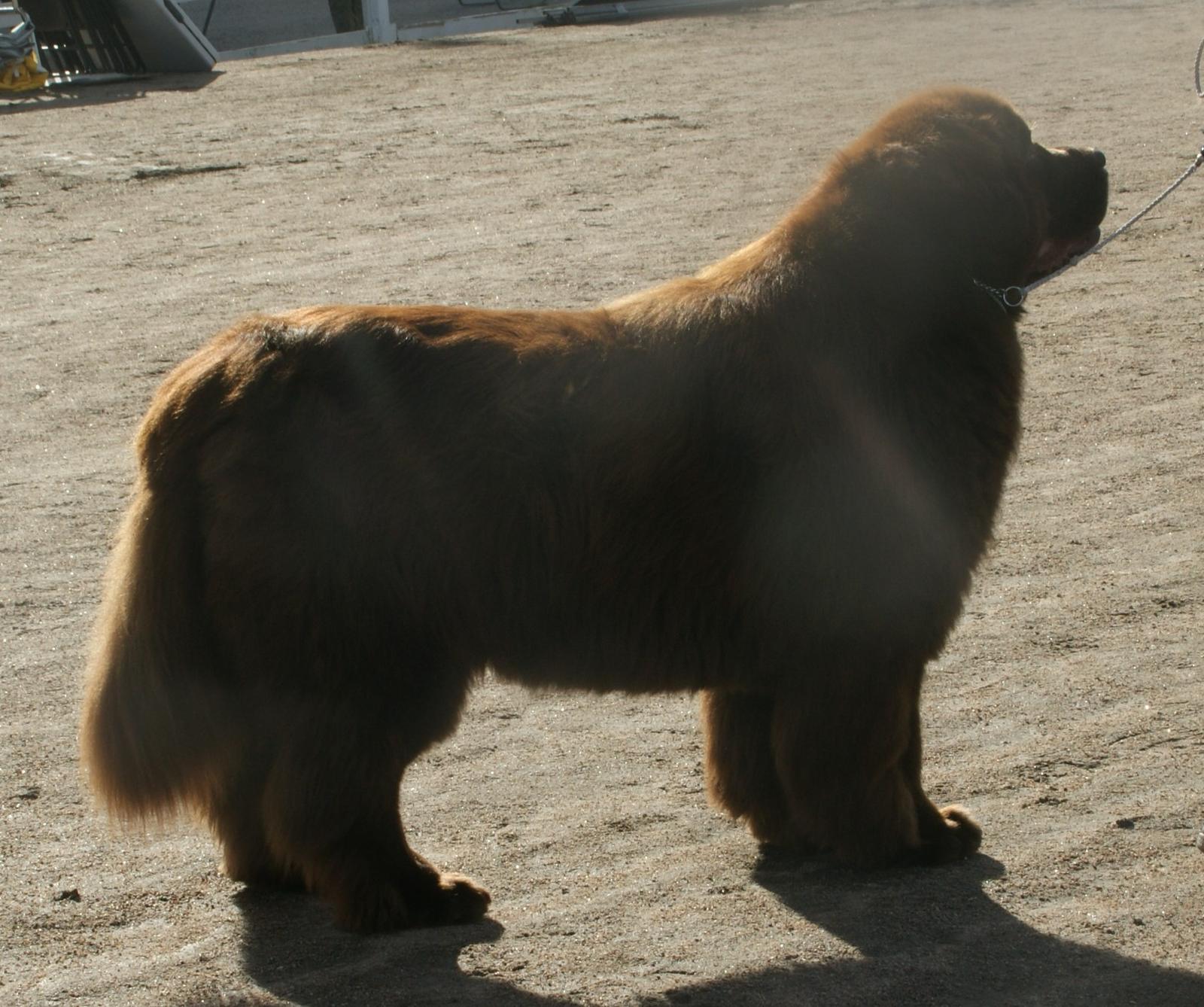 The Newfoundland: Big, Calm, and Wonderfully Gentle (Image Credits: Wikimedia)