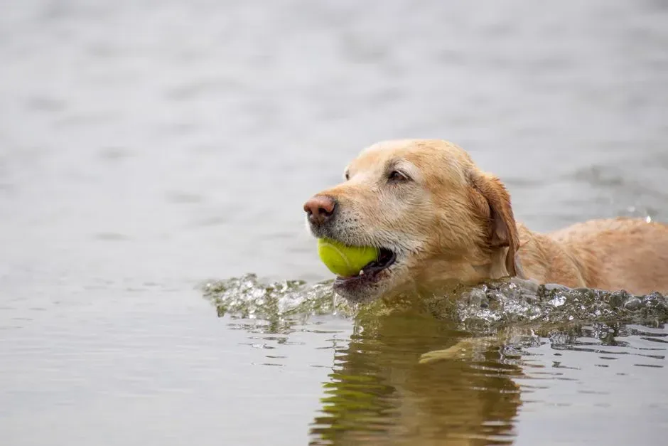 Labrador Retriever (Image Credits: Pexels)