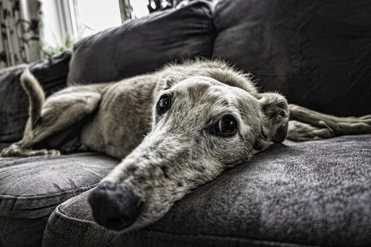 3. When a Dog Is Old, Arthritic, or Stiff and Finally Comfortable (Image Credits: Pixabay)
