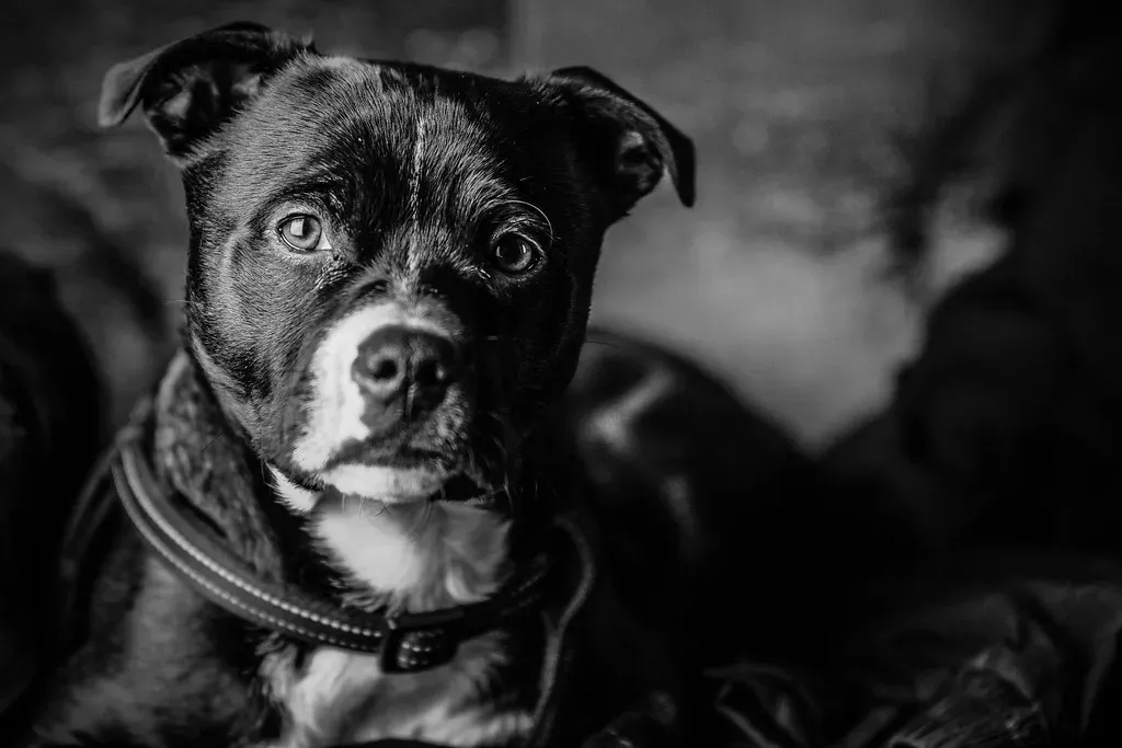 Gradual Reattachment to New People Remains Cautious (Stewart Black, Flickr, CC BY 2.0)