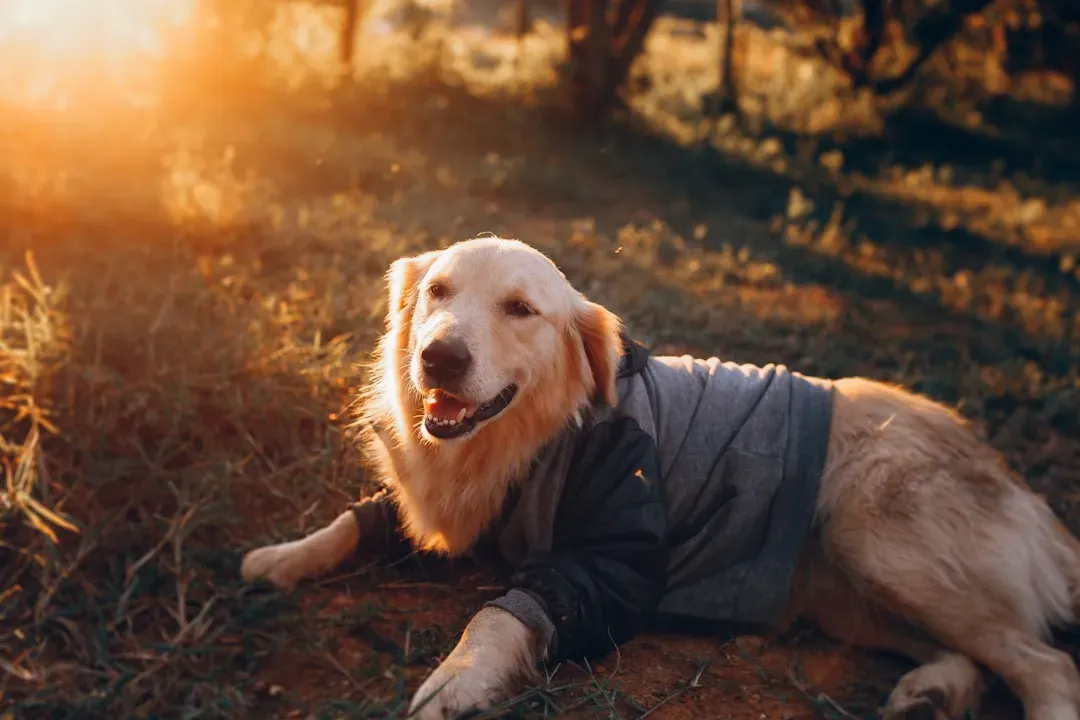 12. Support Your Dog's Coat Health from the Inside Out (Image Credits: Unsplash)