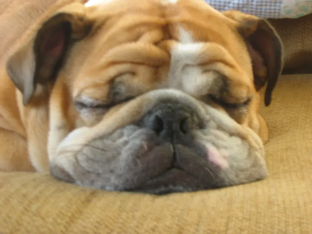 8. Bulldog: Smart Enough to Get What They Want Without Moving (Image Credits: Flickr)