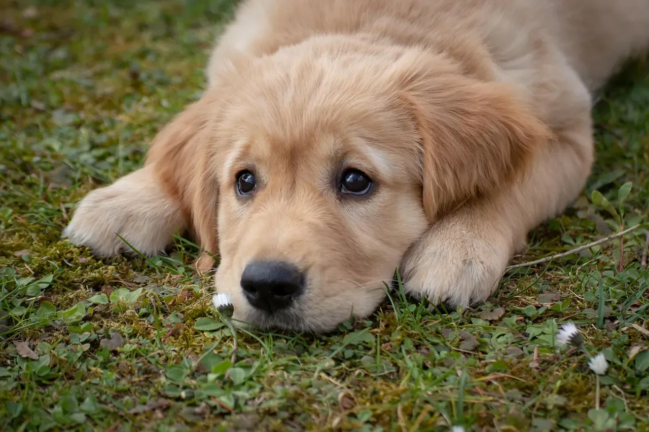 Golden Retriever: Eternal Sunshine in Dog Form (Image Credits: Pixabay)