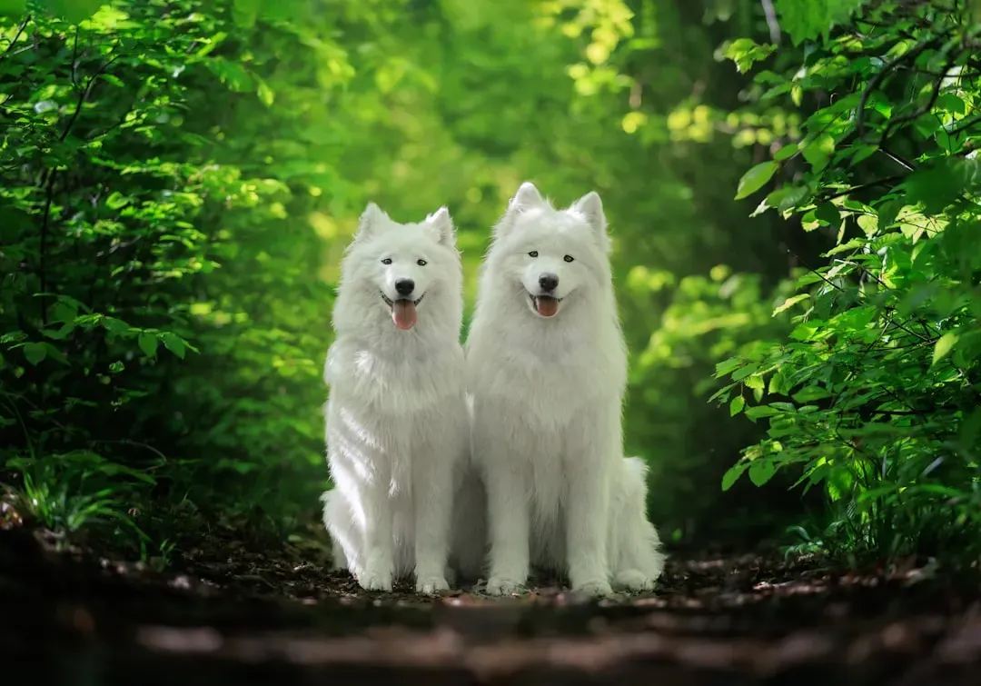 12 - The Scent of the Siblings They Left Behind (Image Credits: Unsplash)