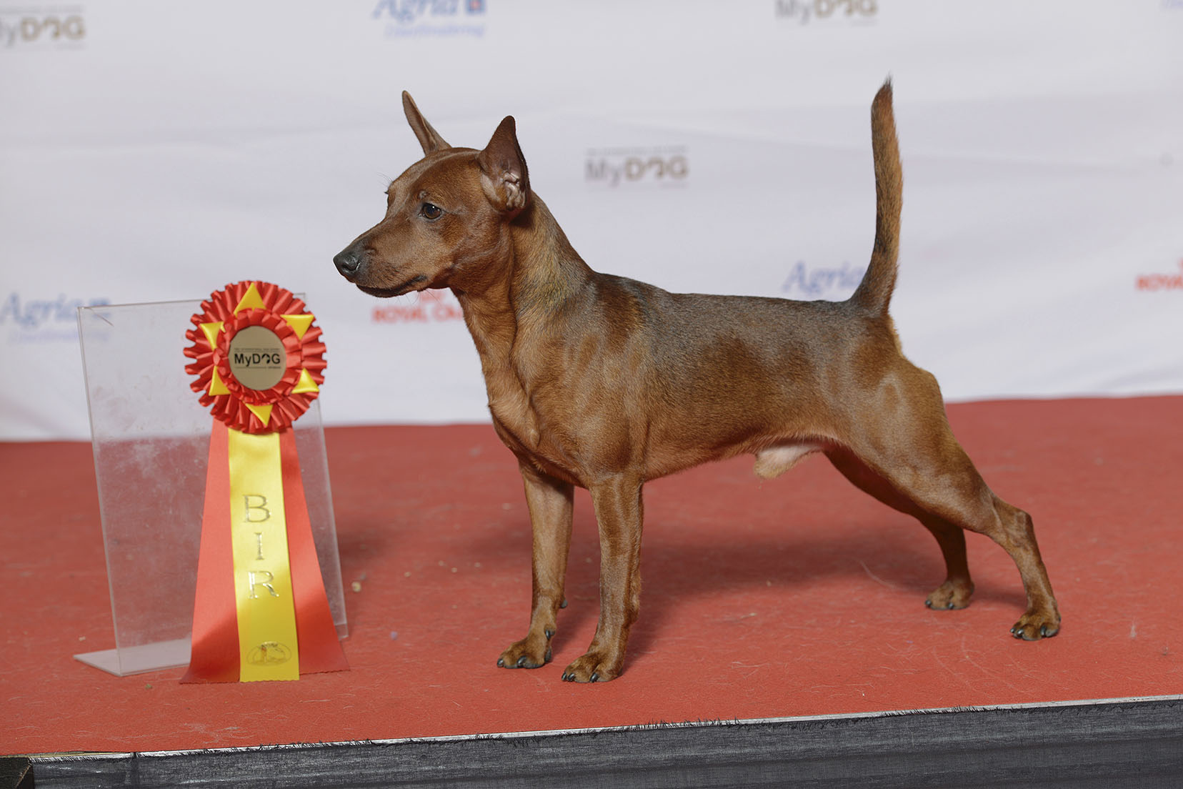 Sagittarius (November 22 - December 21): The Adventurous Miniature Pinscher (Image Credits: Wikimedia)