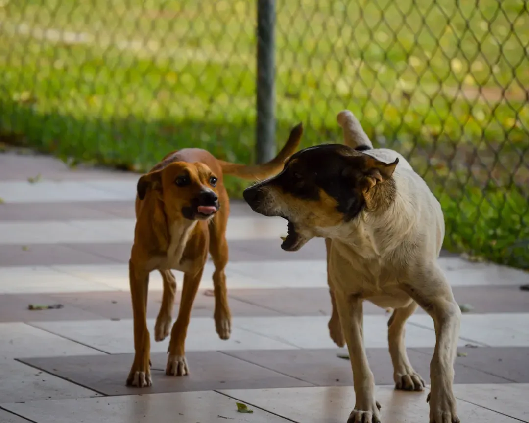 When a Head-On Approach Is a Red Flag (Image Credits: Unsplash)