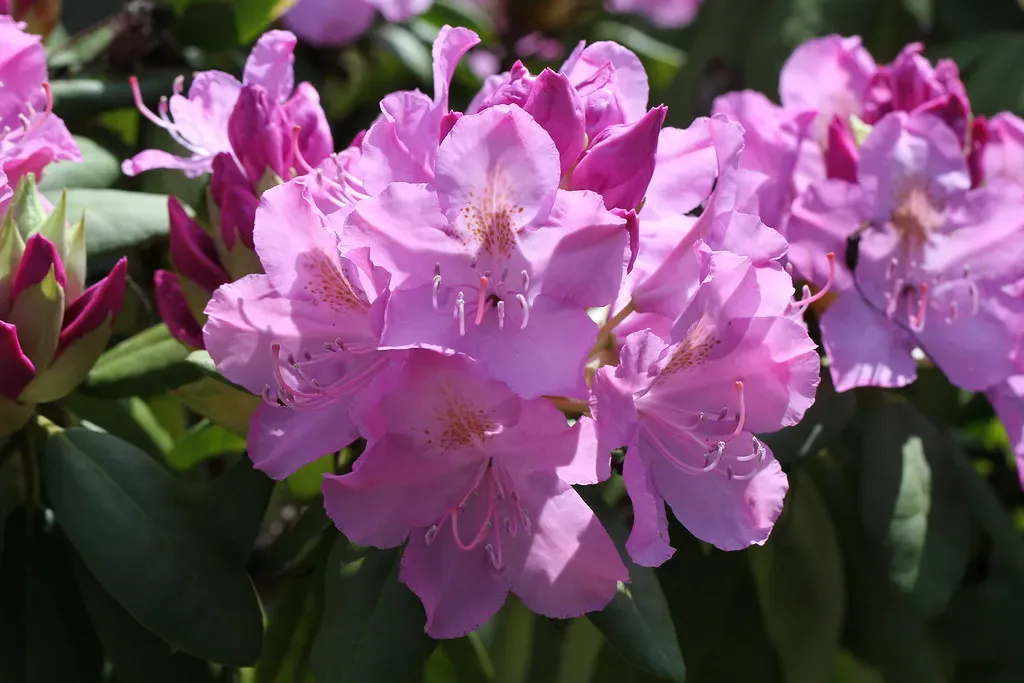 9. Rhododendron: The Hedge That Hides a Threat (Jim, the Photographer, Flickr, CC BY 2.0)