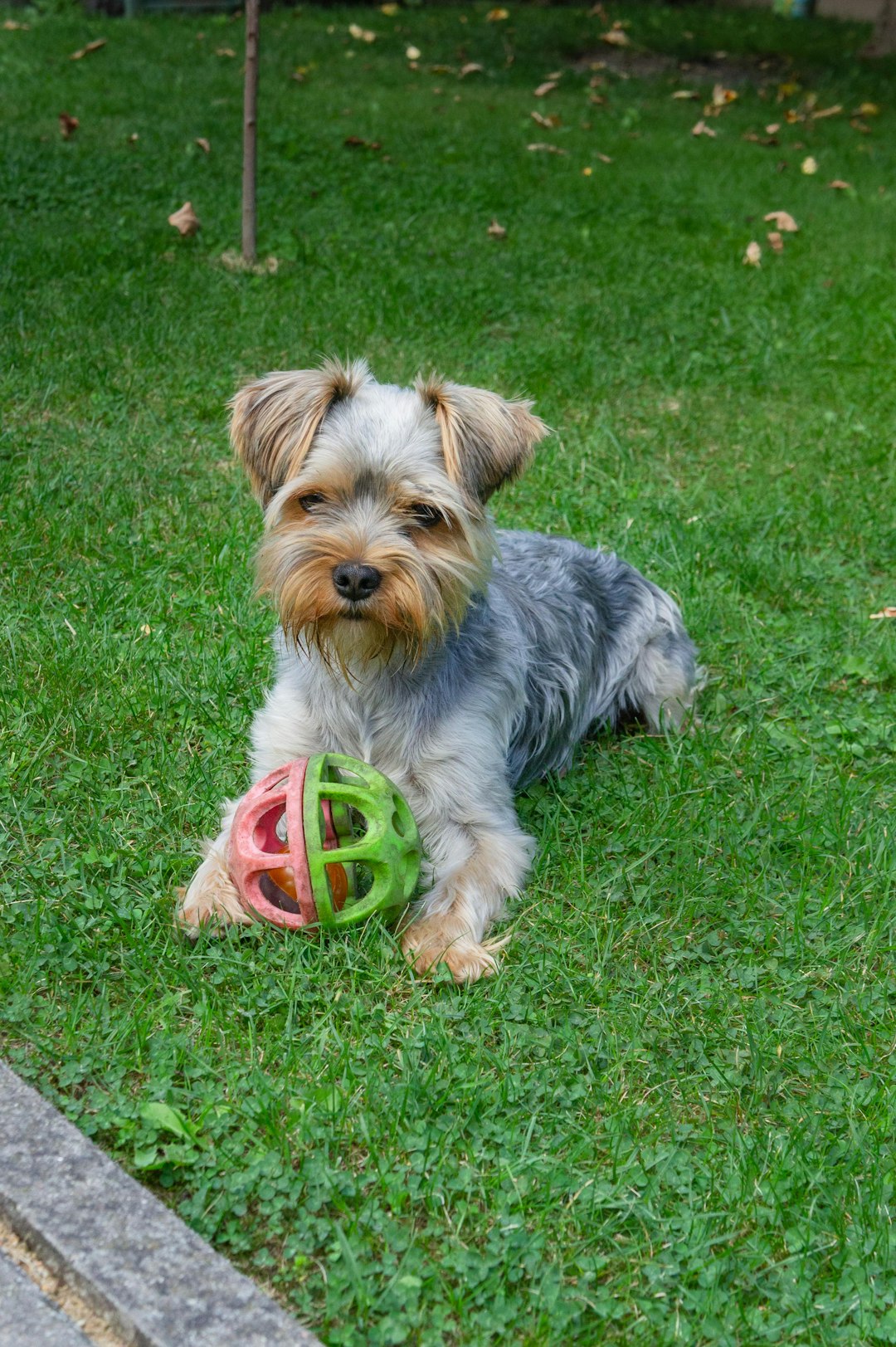 Yorkshire Terrier: The Tiny Lion Heart (Image Credits: Unsplash)