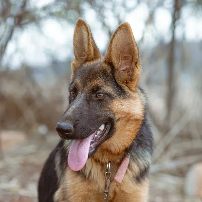 7. German Shepherd: Search, Rescue, and Everything In Between (Image Credits: Pexels)