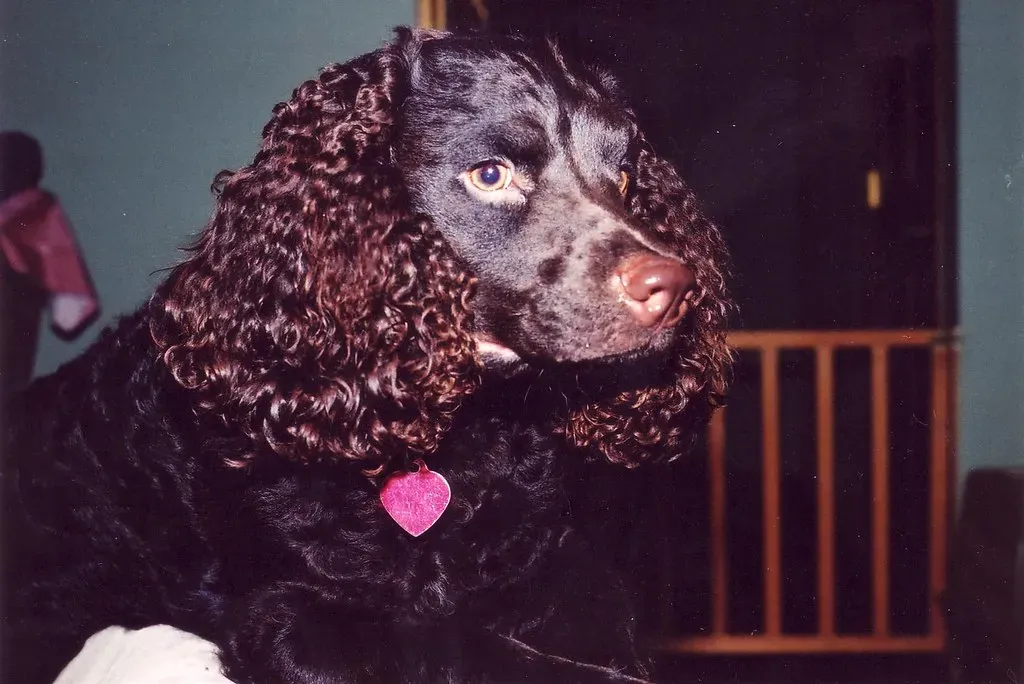 Conclusion: A Rare Treasure Worth Protecting (Noma's American Water Spaniels, Flickr, CC BY 2.0)