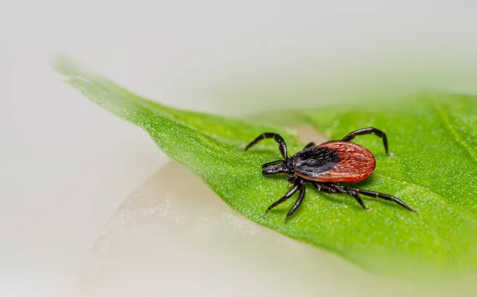 2. Fine-Tipped Tweezers or a Tick Hook: The Most Effective Removal Method (Image Credits: Pexels)
