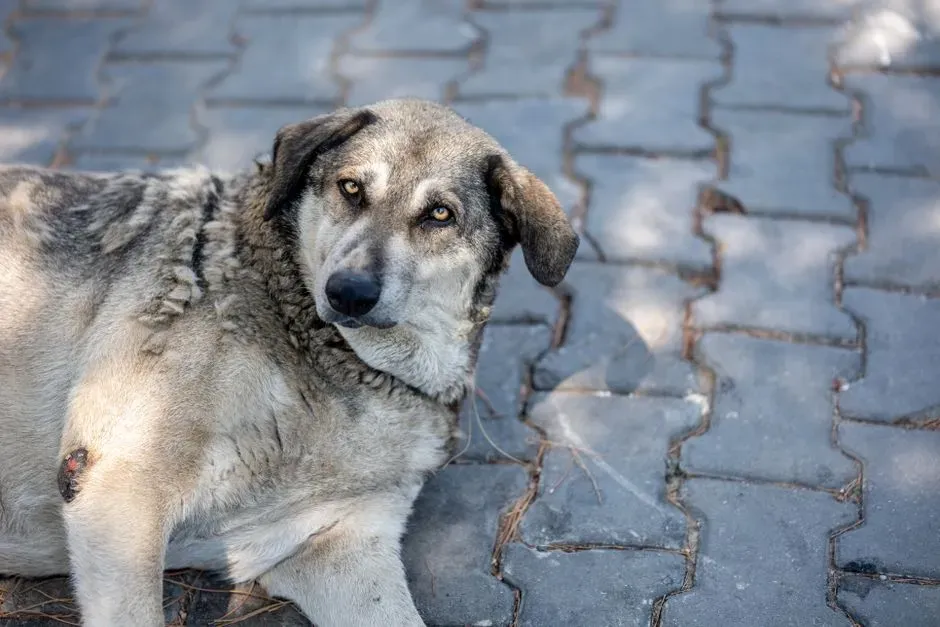 #5 Tiny Benign Sebaceous Adenomas (“Old Dog Warts”) (Image Credits: Pexels)