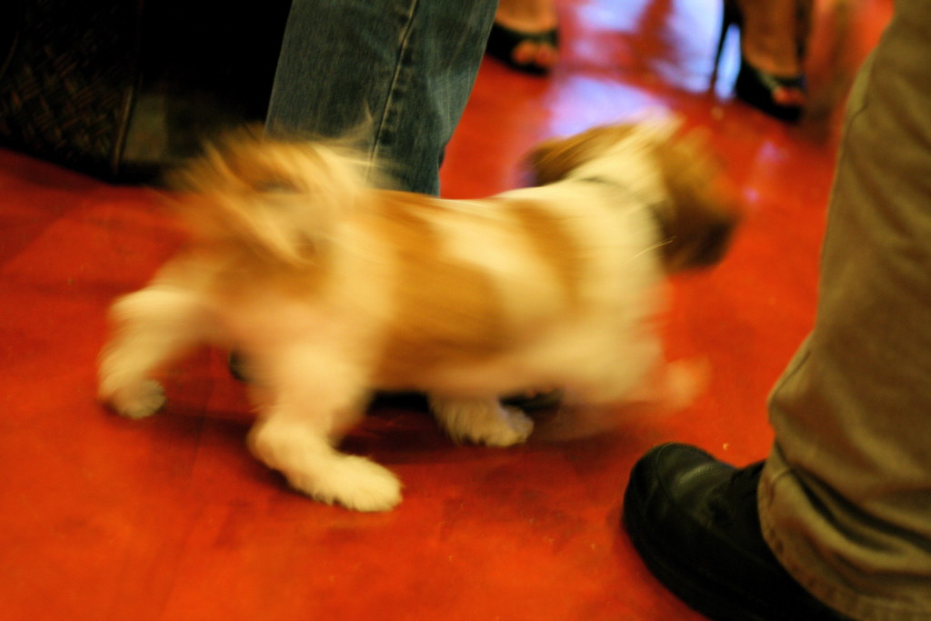 The Post-Bath Zoomie Phenomenon (Image Credits: Flickr)