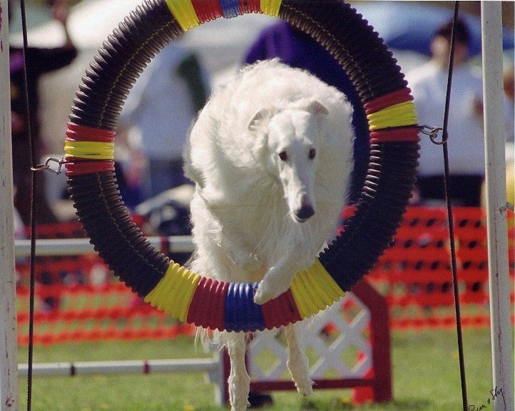 Borzois: Russian Elegance with Independent Minds (Image Credits: Flickr)