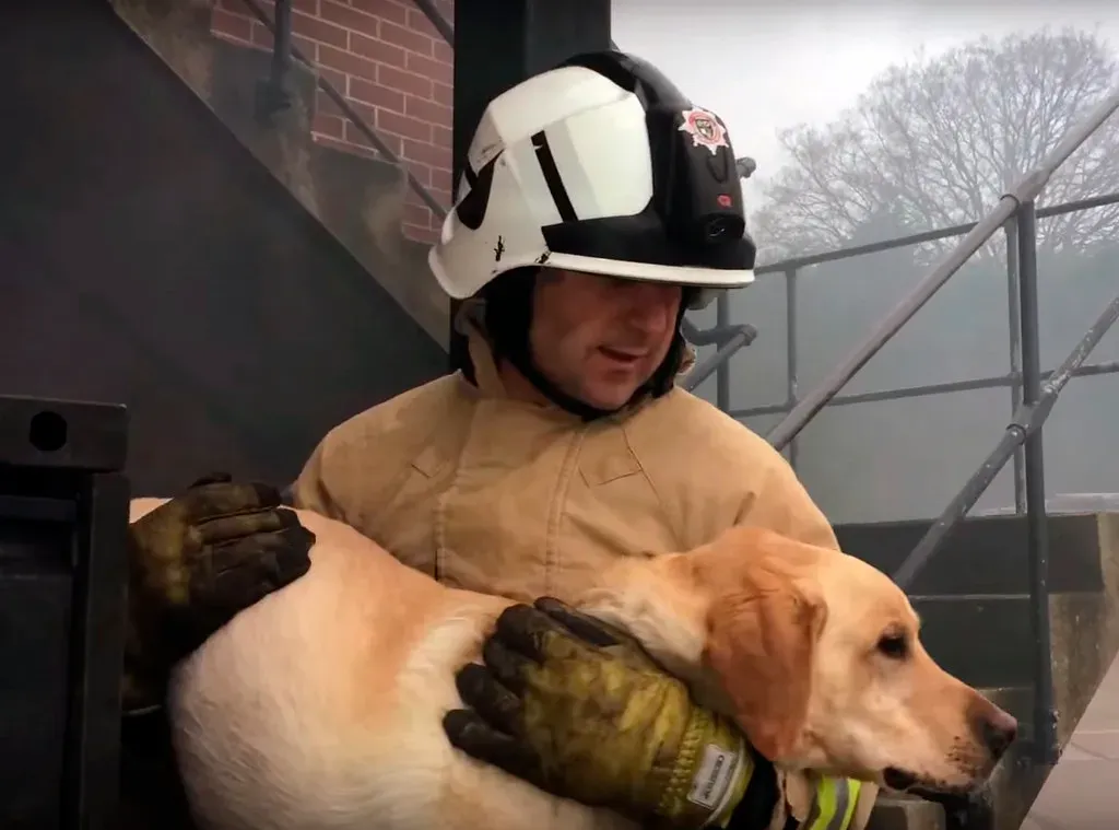 When Love Overrides Survival Instinct (Image Credits: Flickr)