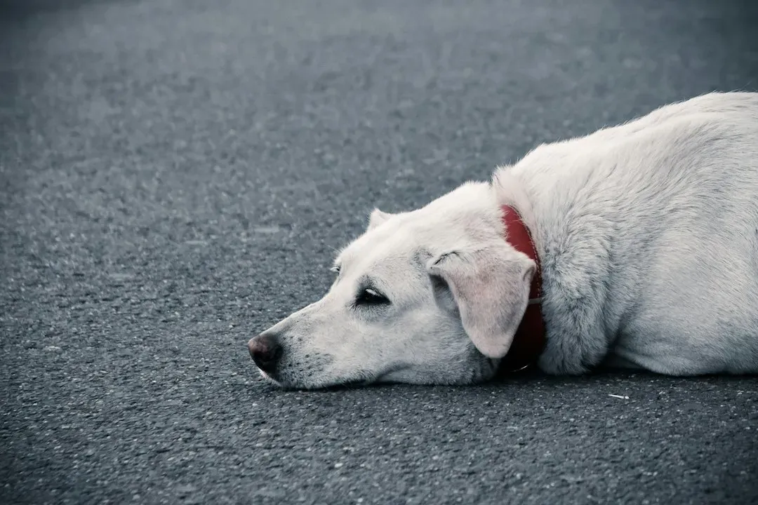 #4 - Dogs Can Smell a Fake Cry From a Real One (Image Credits: Unsplash)