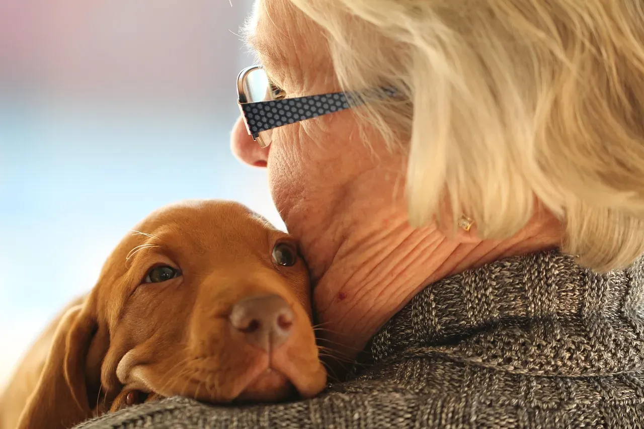 Vizsla: The Original “Velcro Dog” (Image Credits: Pixabay)