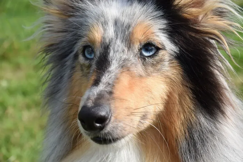 The Significance of Eye Contact in Dogs (Image Credits: Pexels)