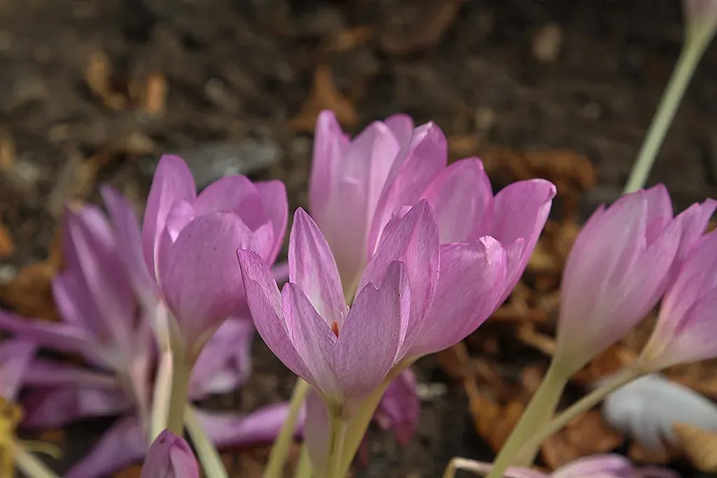 7. Autumn Crocus - A Delayed and Devastating Reaction (cvtperson, Flickr, CC BY-SA 2.0)