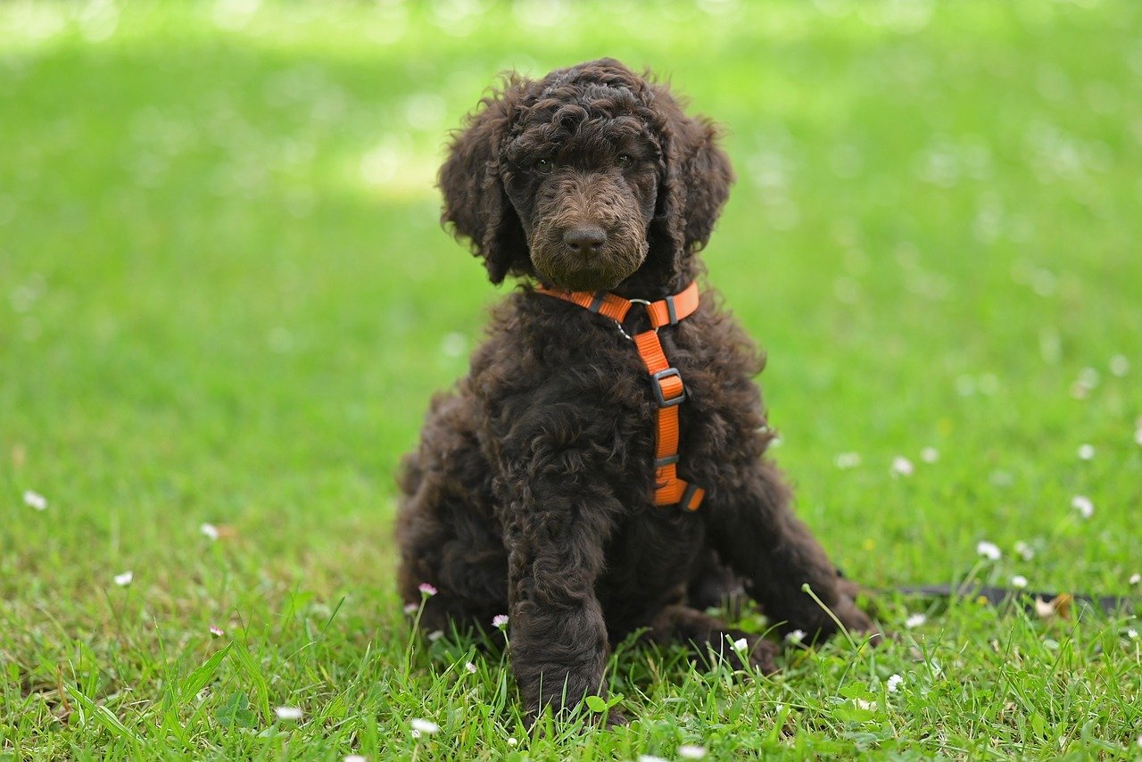 Poodle: The Intelligent All-Rounder (Image Credits: Pixabay)