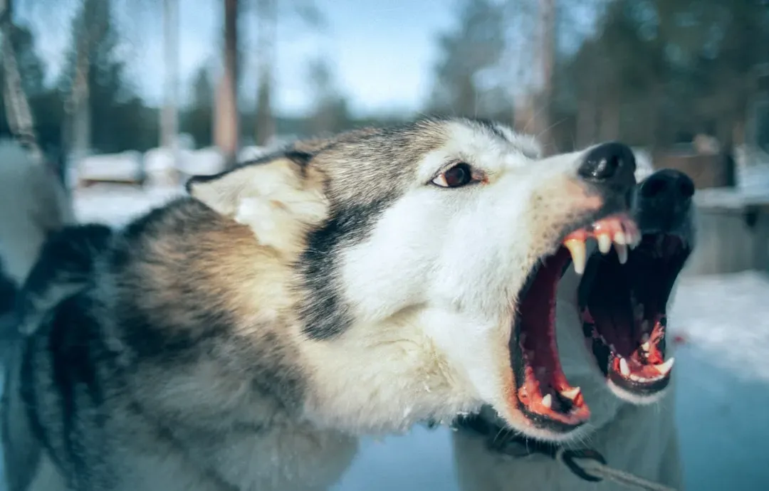 #4 - The "Obsessed" Dog That Never Lets the Baby Out of Sight (Image Credits: Unsplash)