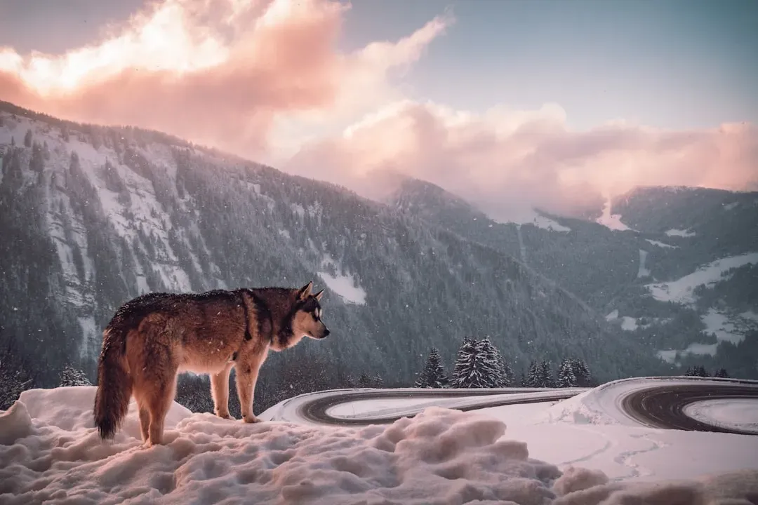 12. Wolves Drive Ecotourism and Strengthen Local Economies (Image Credits: Unsplash)
