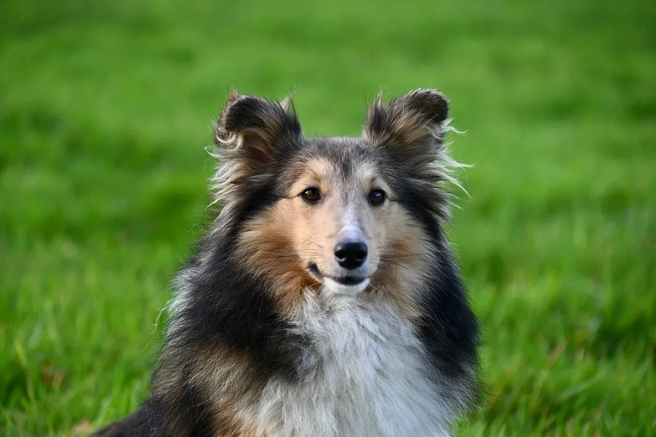 Shetland Sheepdog: The Observant Drama Queen (Image Credits: Pixabay)