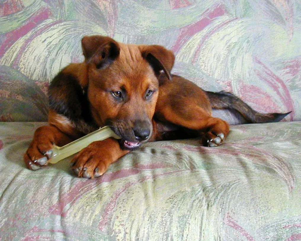 4. Destructive Behavior That Only Happens in Your Absence (Nylabone, CC BY-SA 2.0)