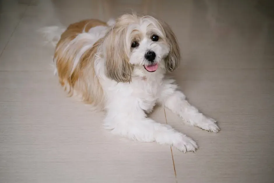 2. Shih Tzu: The Ancient Palace Companion (Image Credits: Pexels)