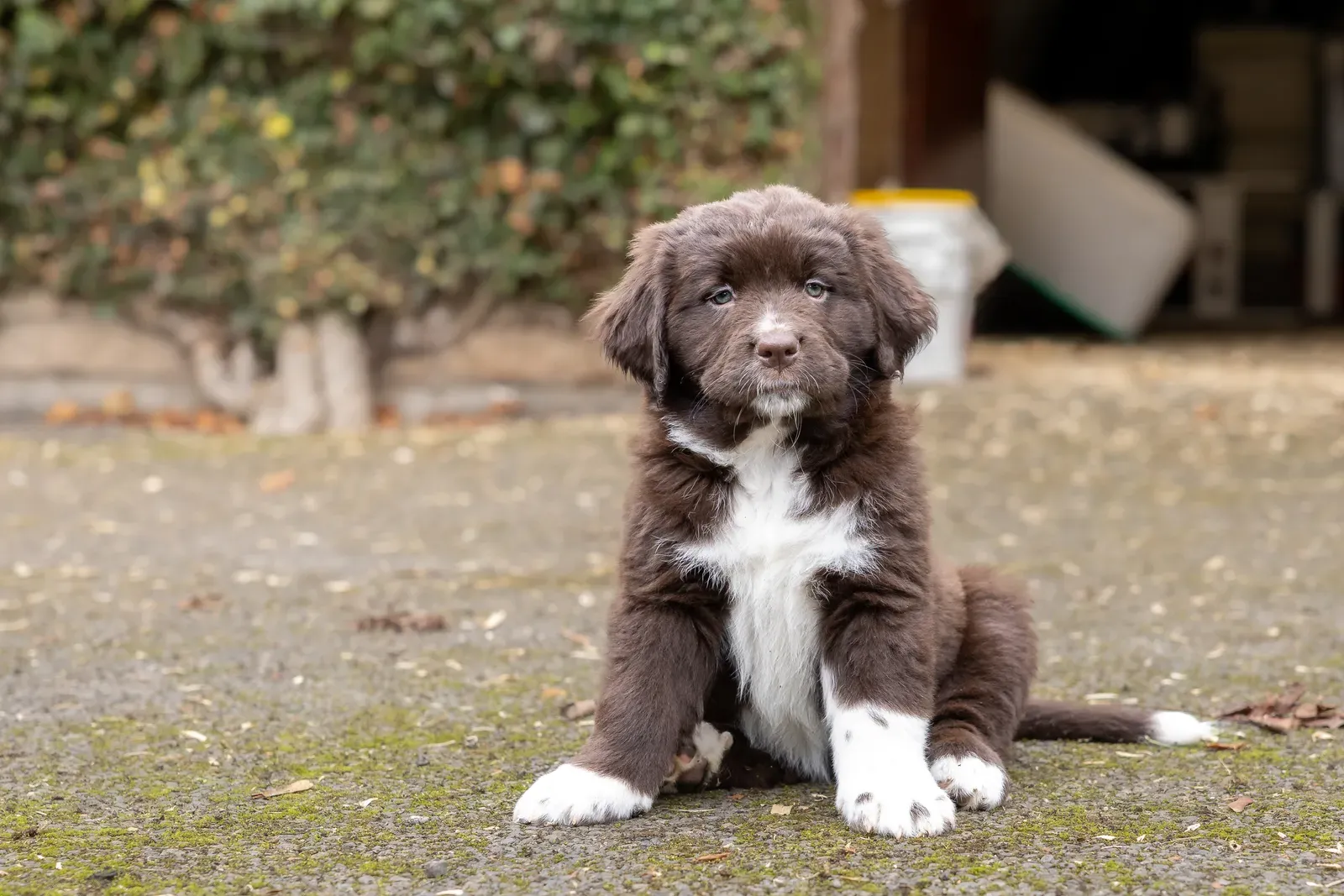 5. Newfoundland: The Calm Protector (Image Credits: Wikimedia)