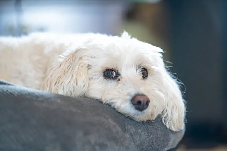 #3. Poodle - The Intelligent Companion That Grows With You (Image Credits: Pexels)