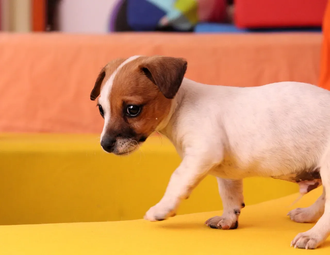 20. Chihuahua: The Bold Little Therapy Dog (Image Credits: Pixabay)