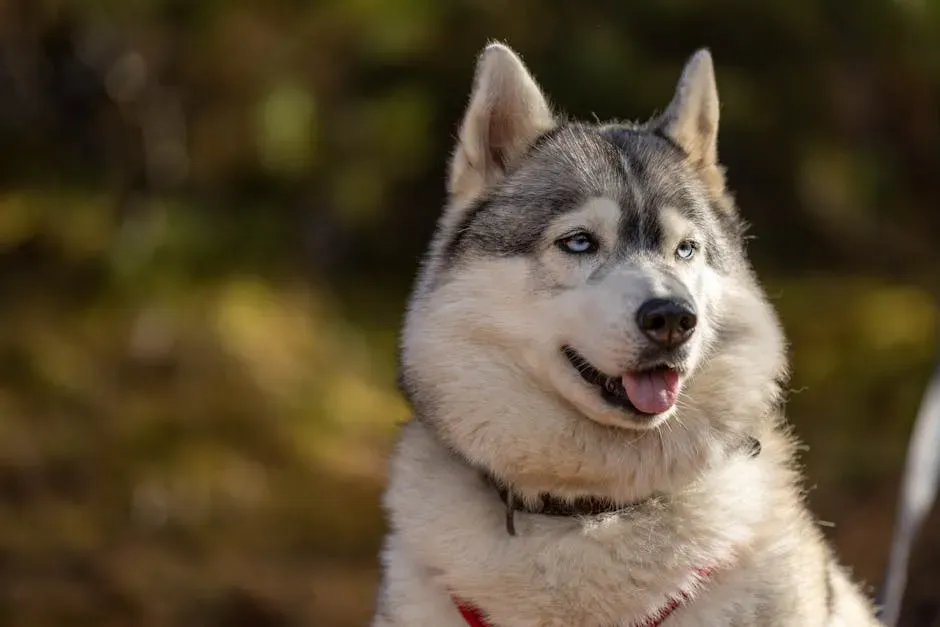 #2. Taurus (April 20 – May 20): The Siberian Husky (Image Credits: Pexels)