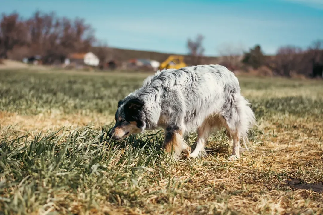 Breed #17 - The Australian Shepherd: Beautiful, Brilliant, and Desperately Needs a Farm (Image Credits: Unsplash)
