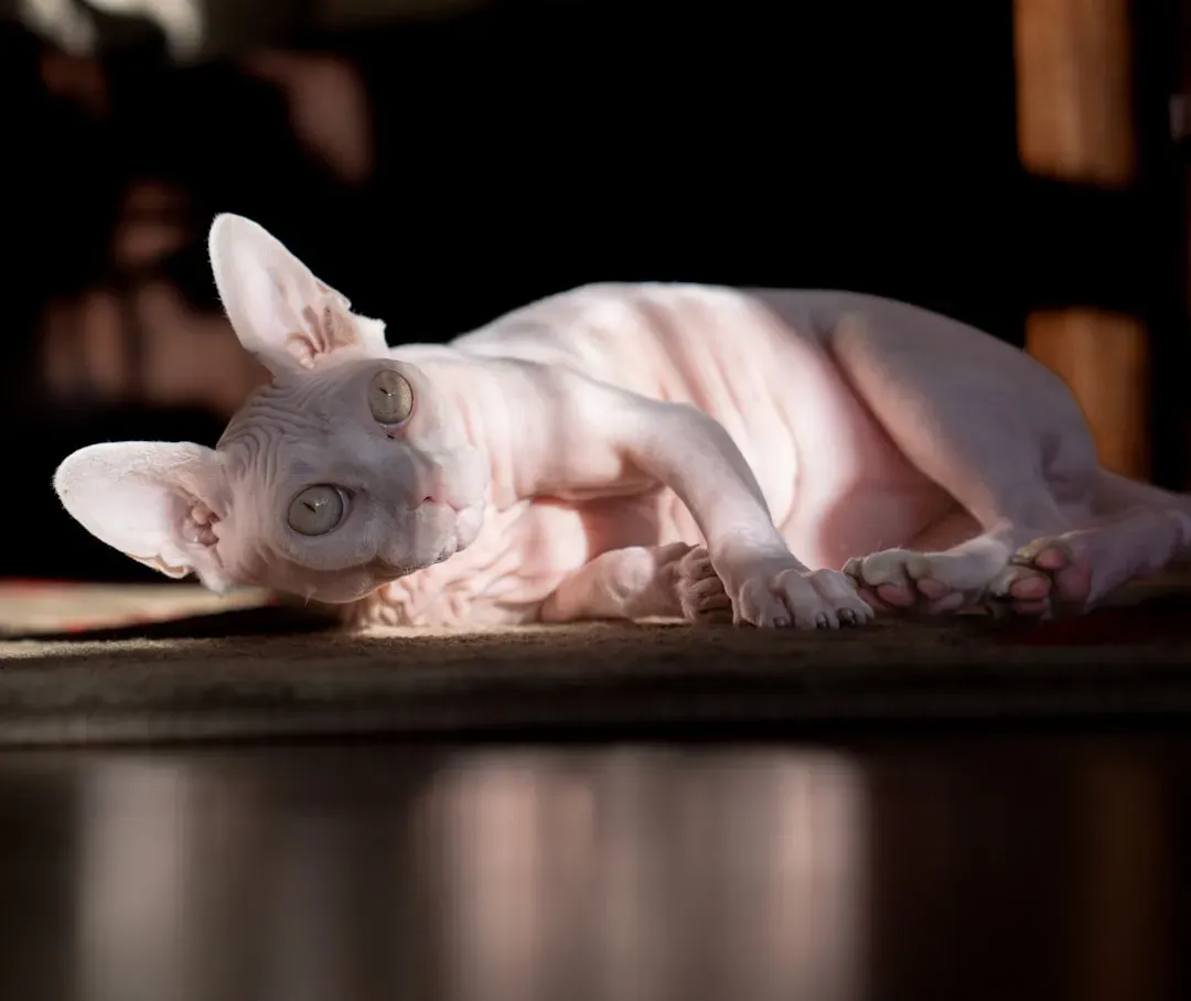 #11. Aquarius (January 20 – February 18): The Devon Rex (Image Credits: Unsplash)